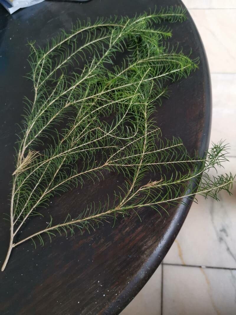 Teebaum 9