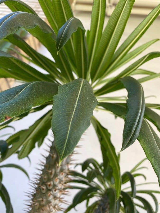 Pachypodium 8