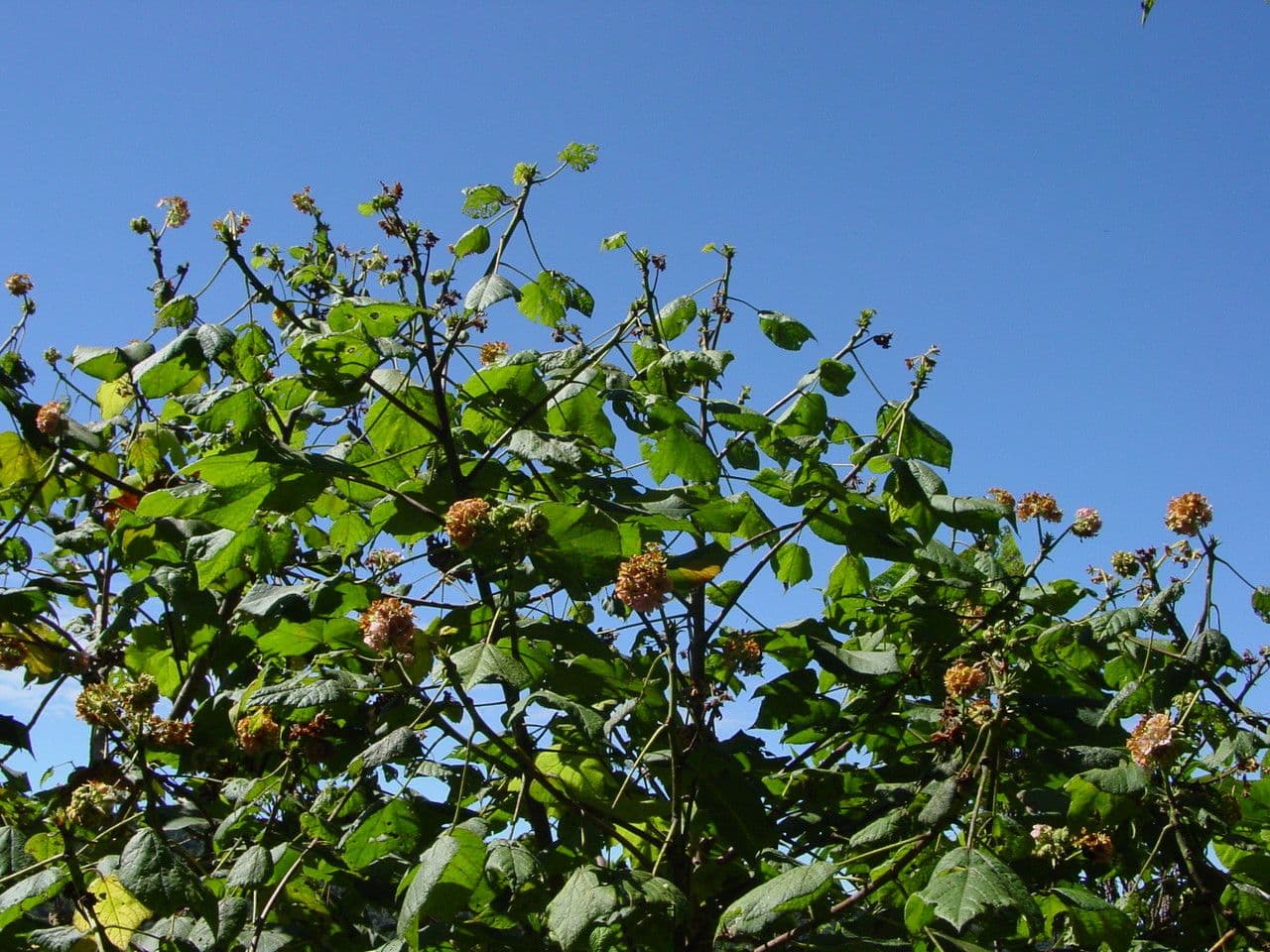 Dombeya 29