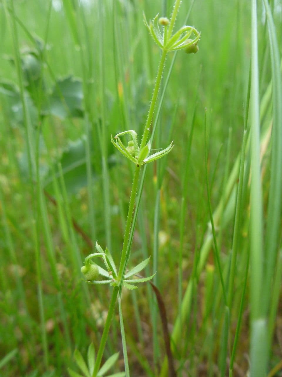 Corn-cleavers 25