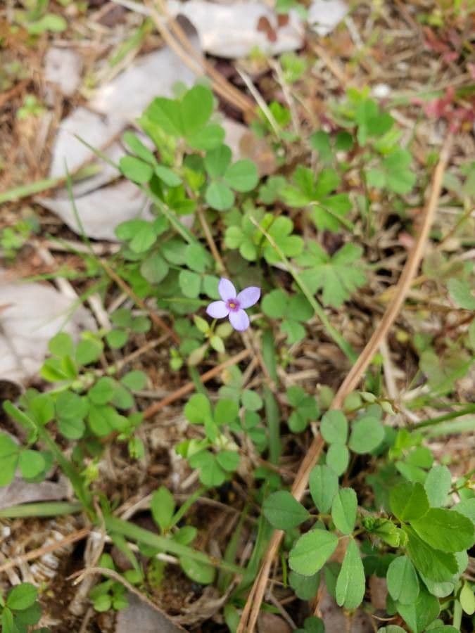 Houstonia micrantha 4