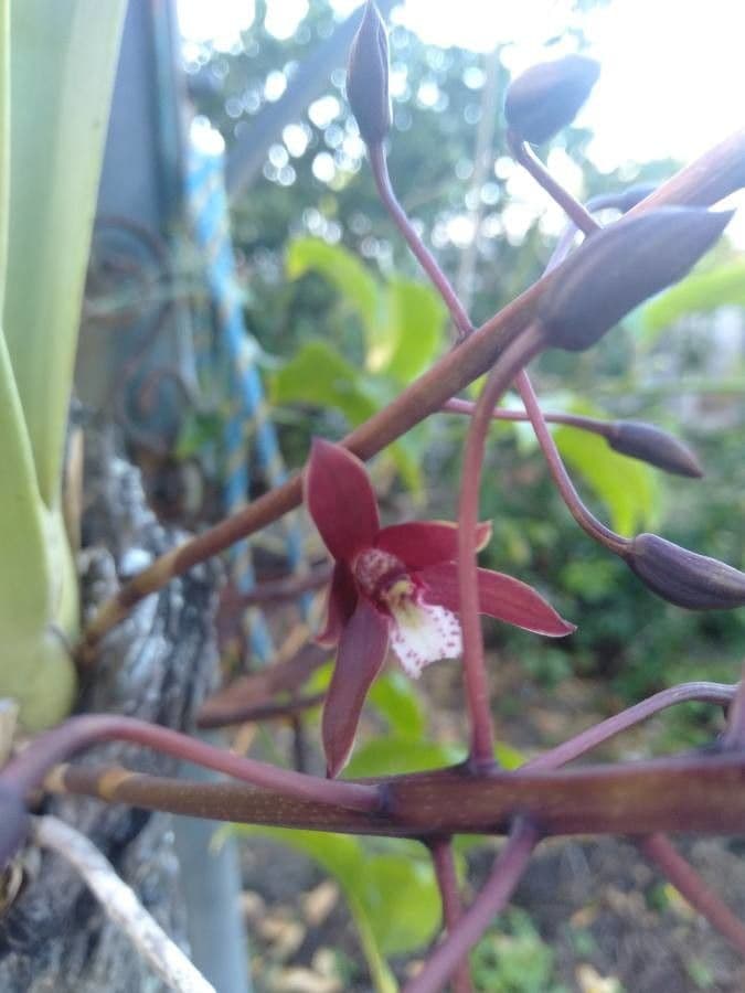 Cymbidium 2