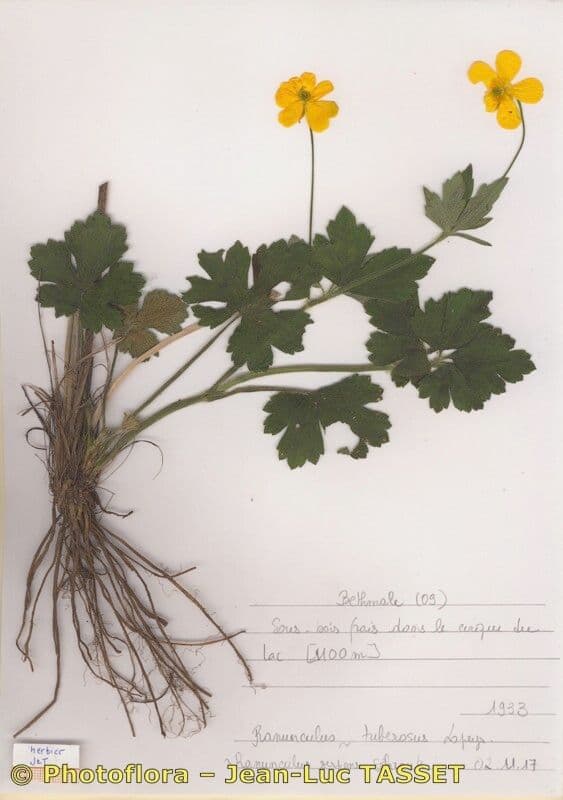 Ranunculus 10