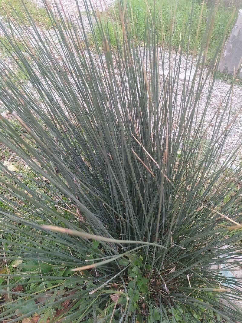 Stechende Binse 16