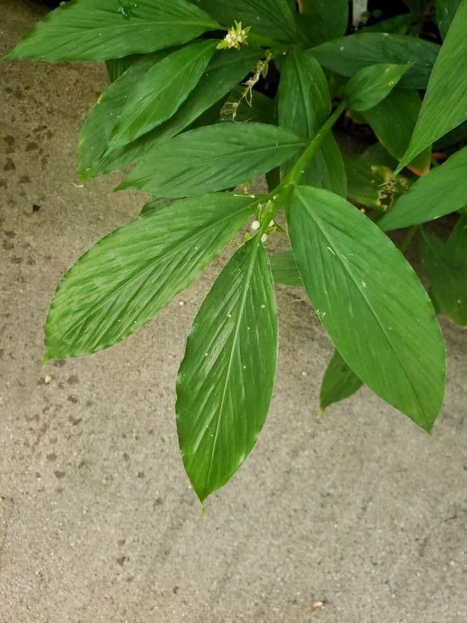 Dalechampia 10