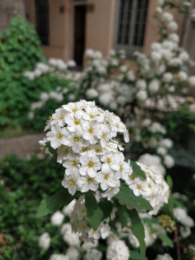 Spirea trilobata 8