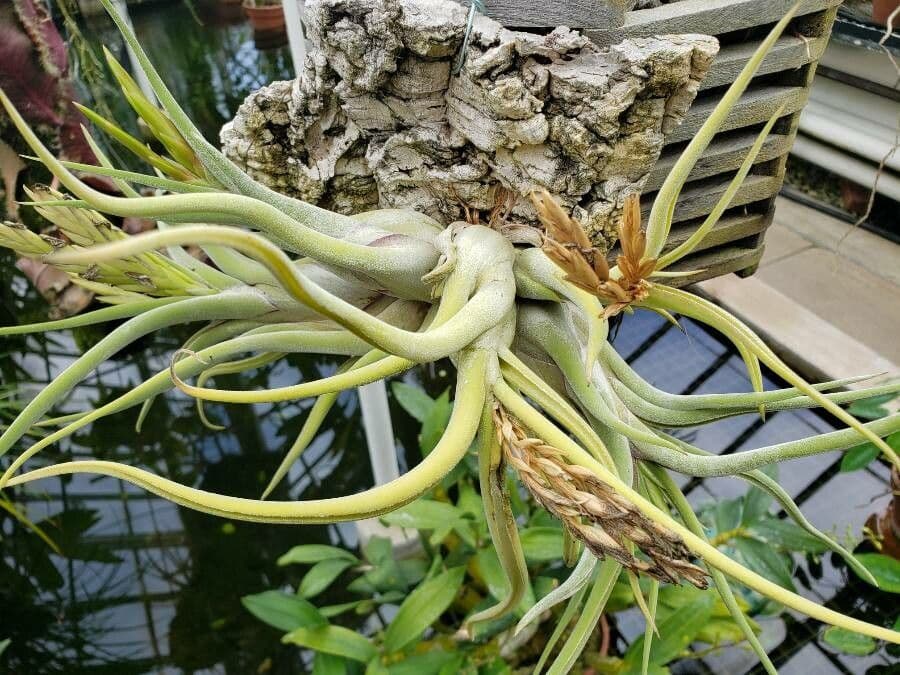 Tillandsia 8