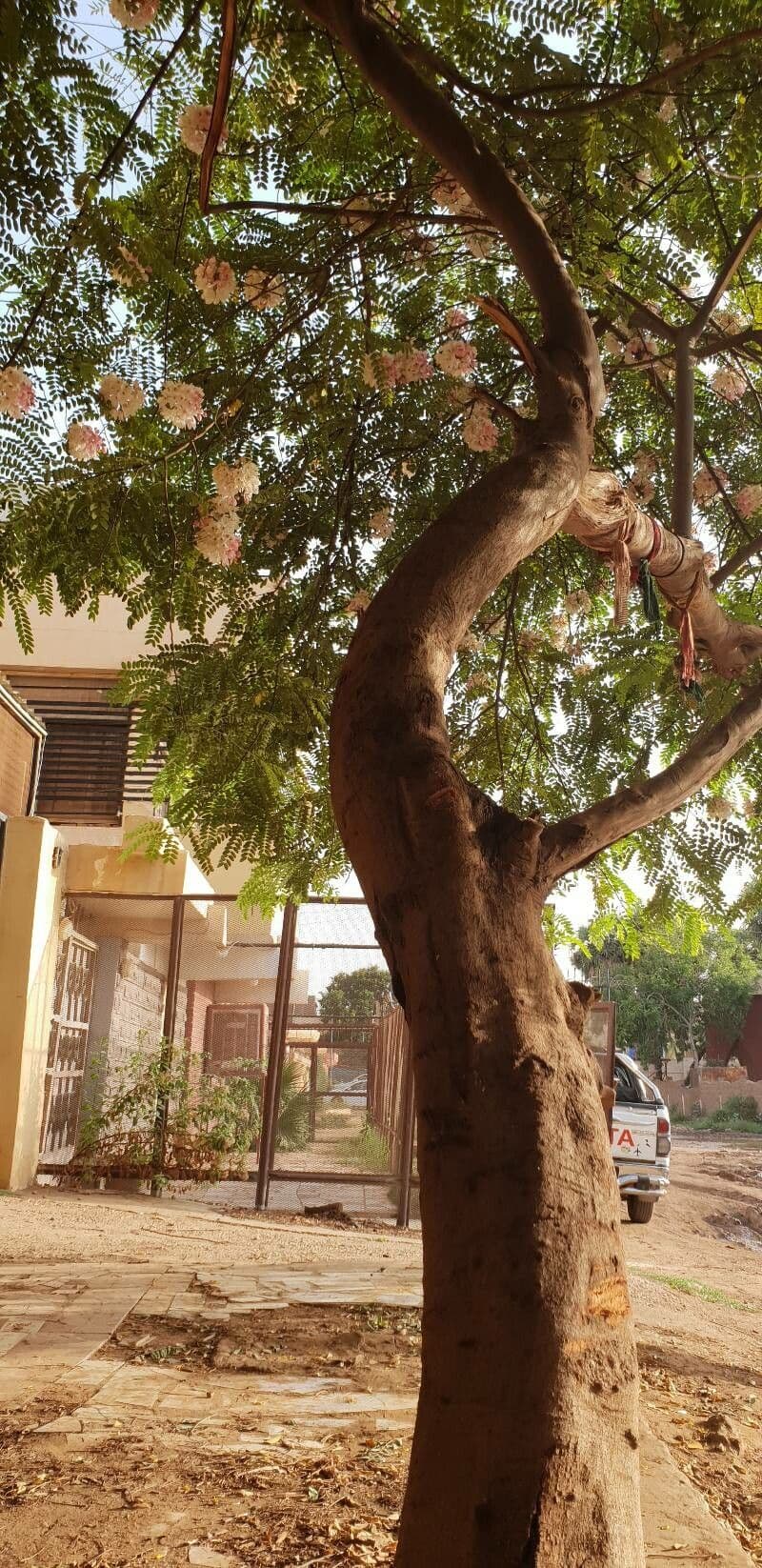Cassia de Java 21