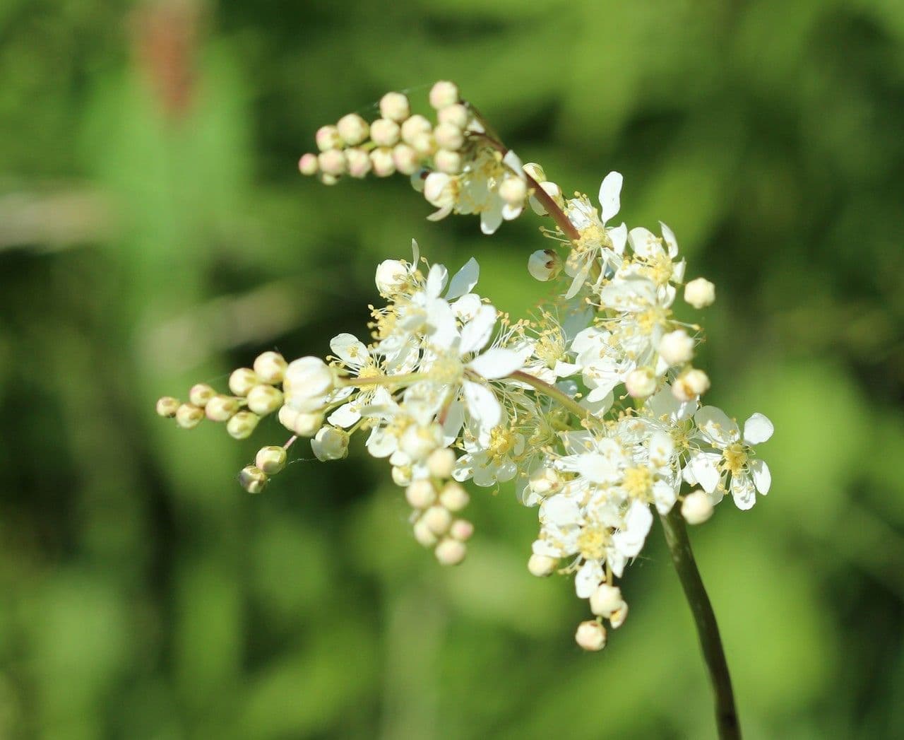 Filipendula comune 9