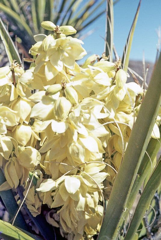 Yuca schidigera 7