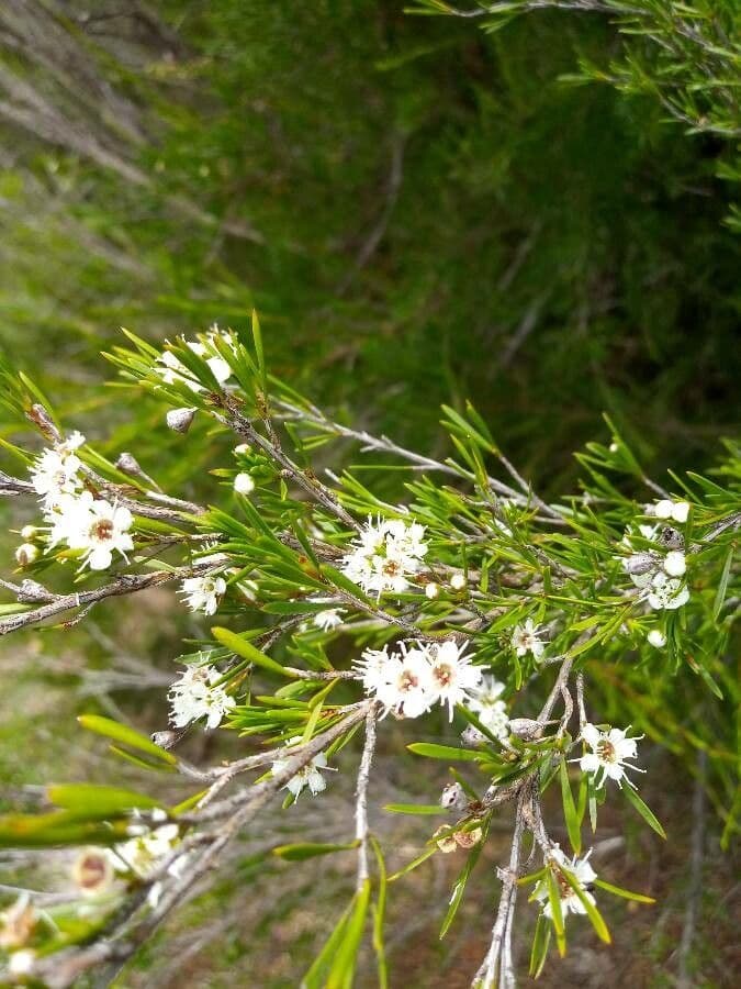 Sannantha 5