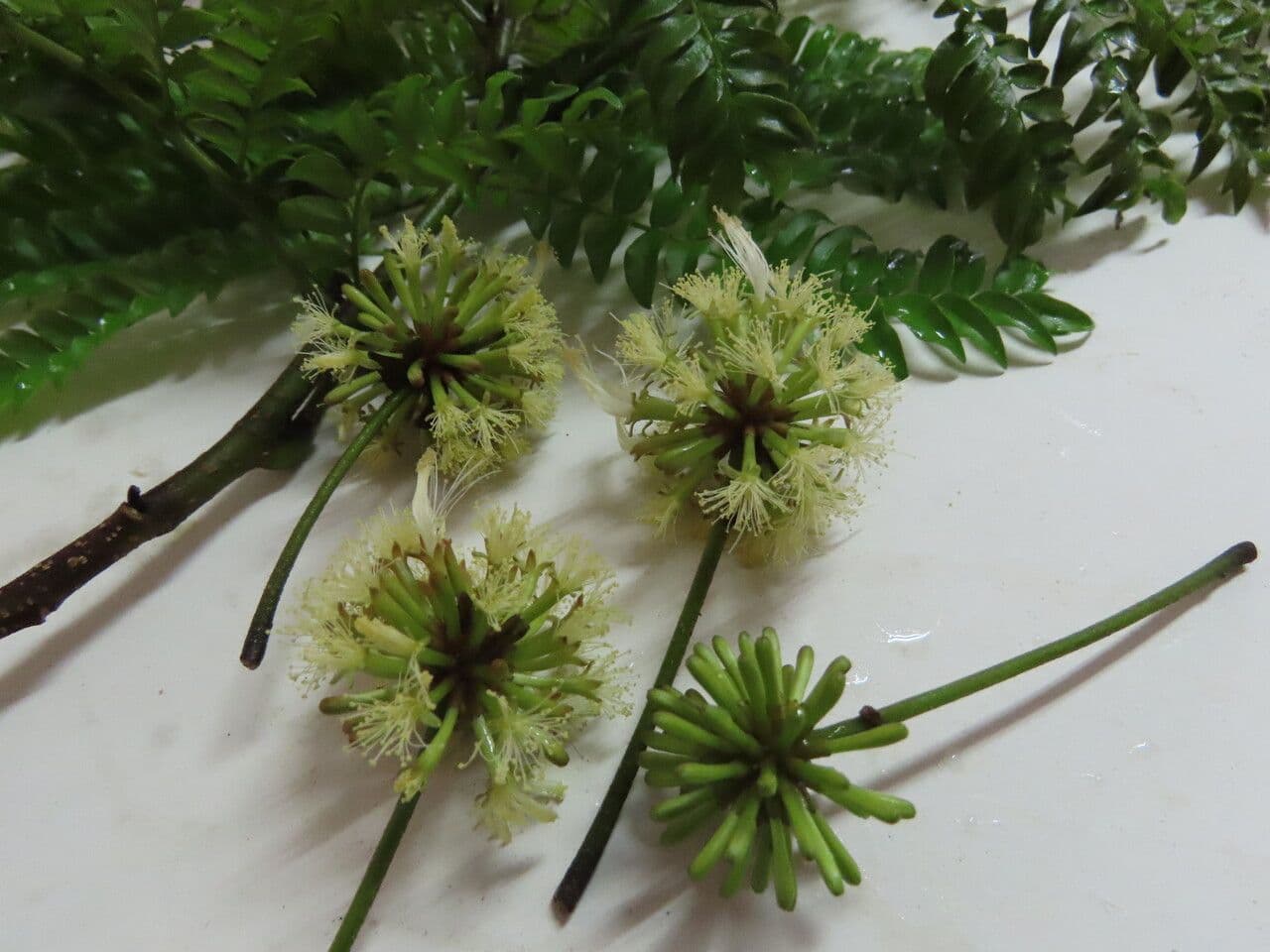 Cojoba 2