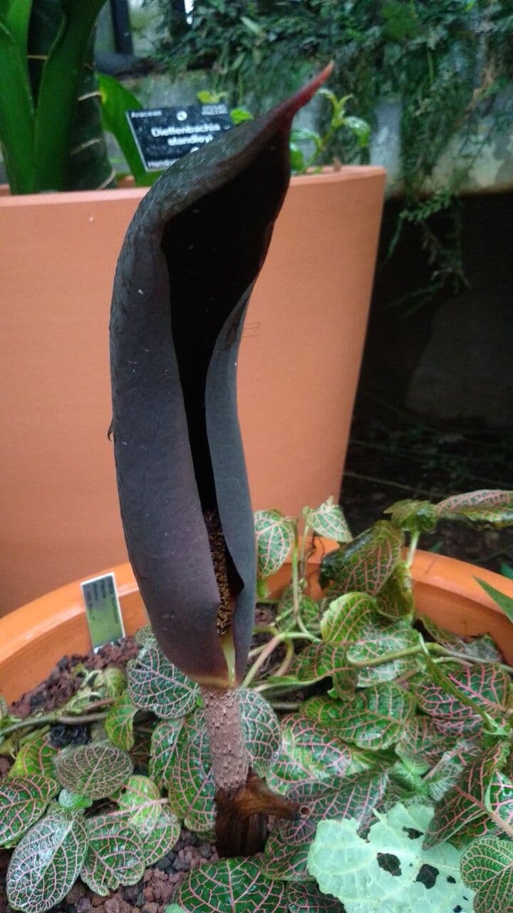 Dracontium prancei