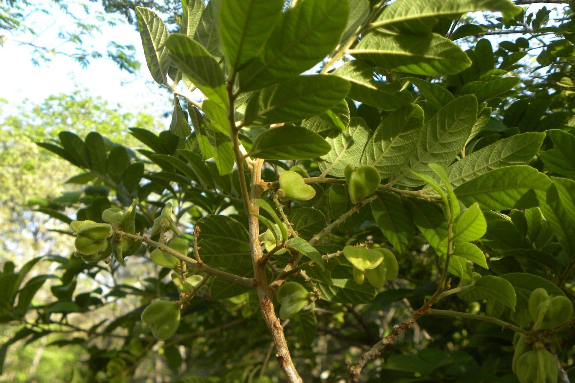 Cupania guatemalense 5