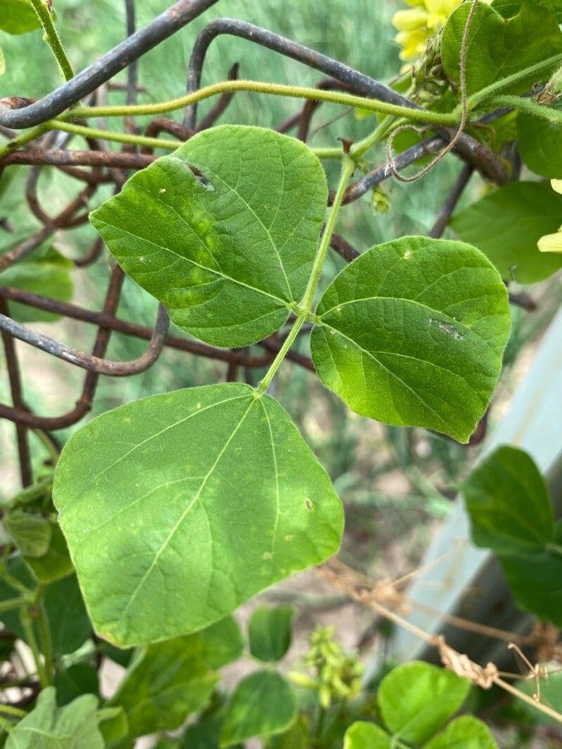 Rhynchosia 5