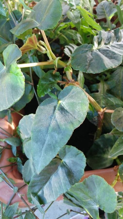 Begonia 6