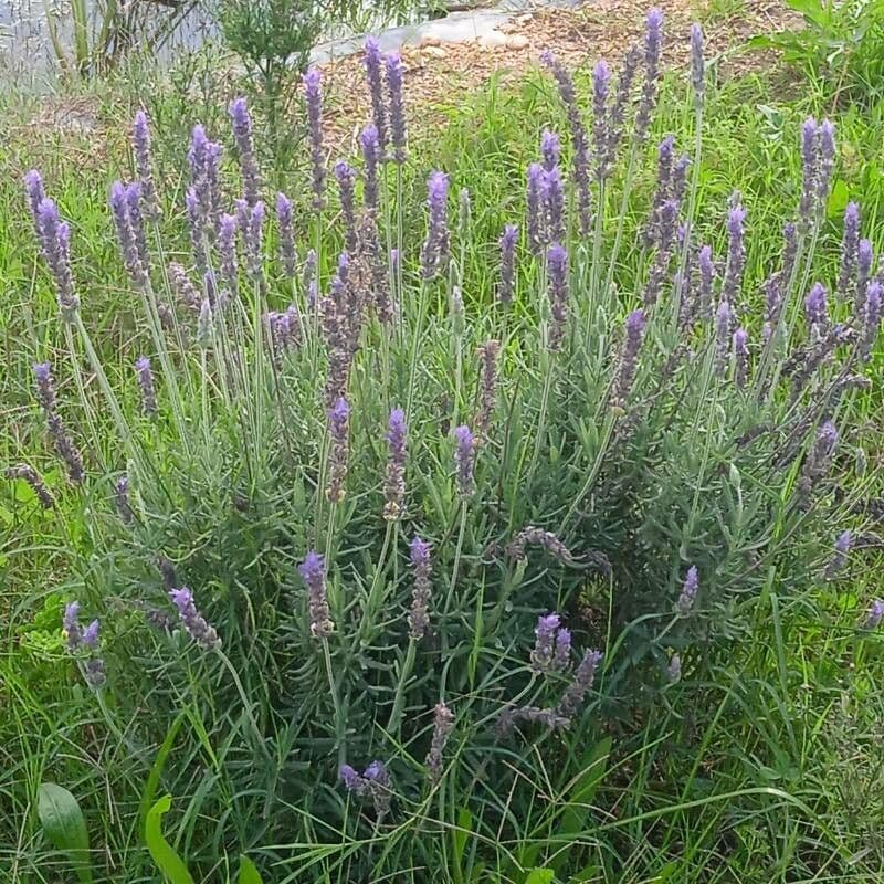 Lavanda dentata 10