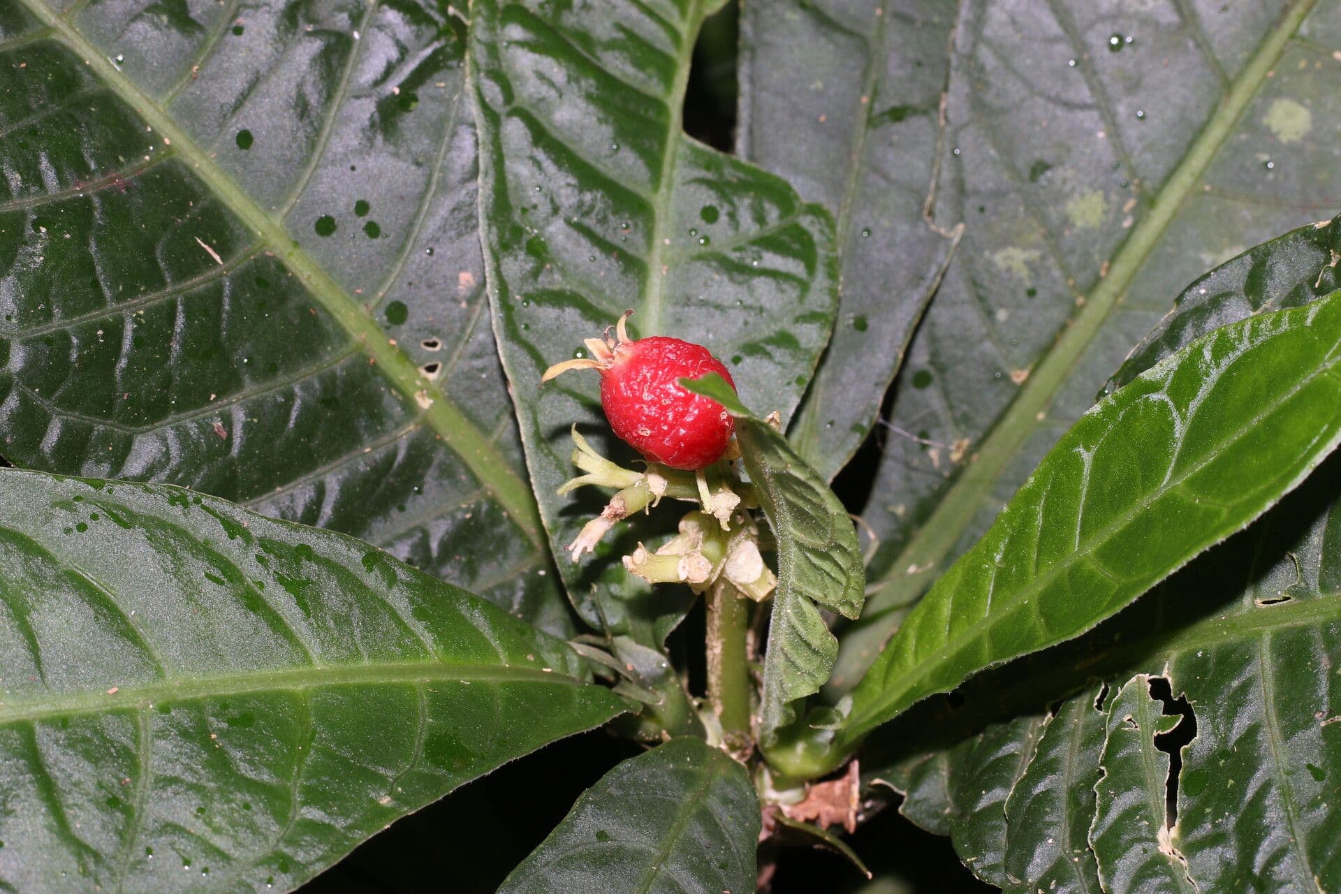 Psychotria 4
