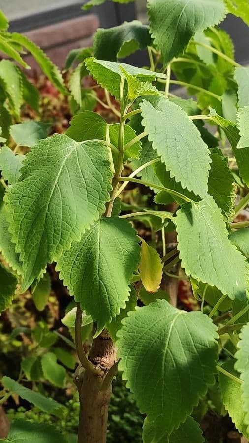 Pycnostachys 3