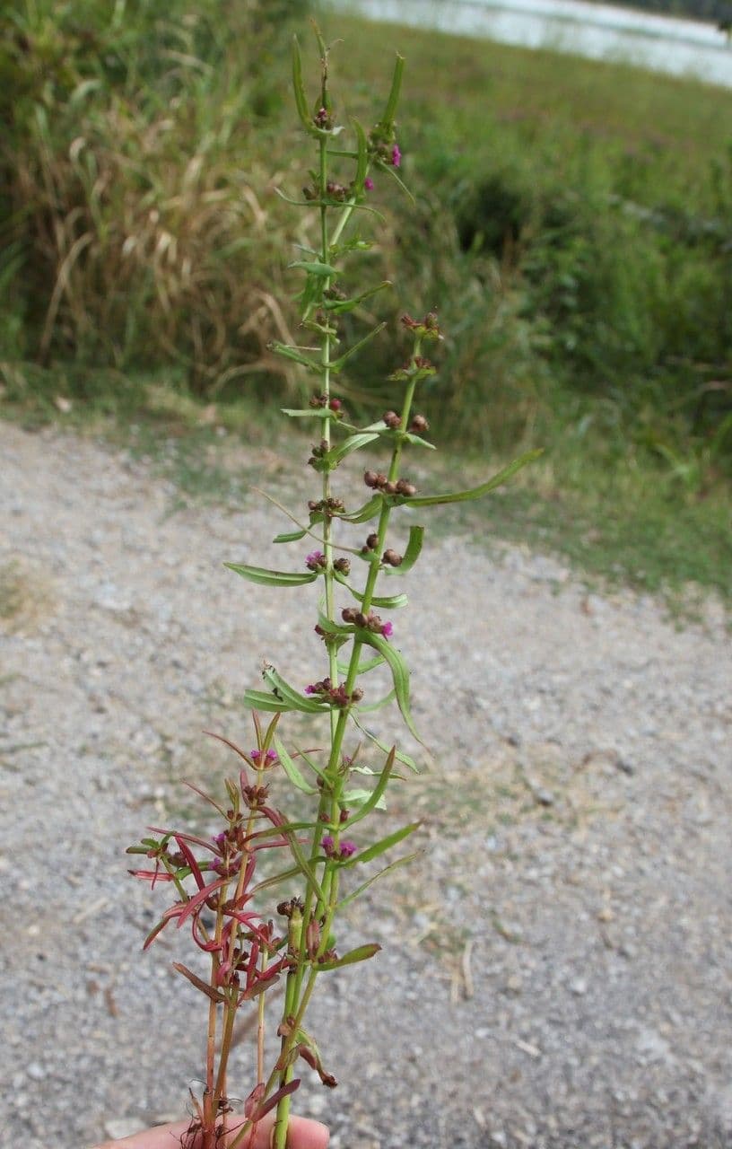 Ammannia 10