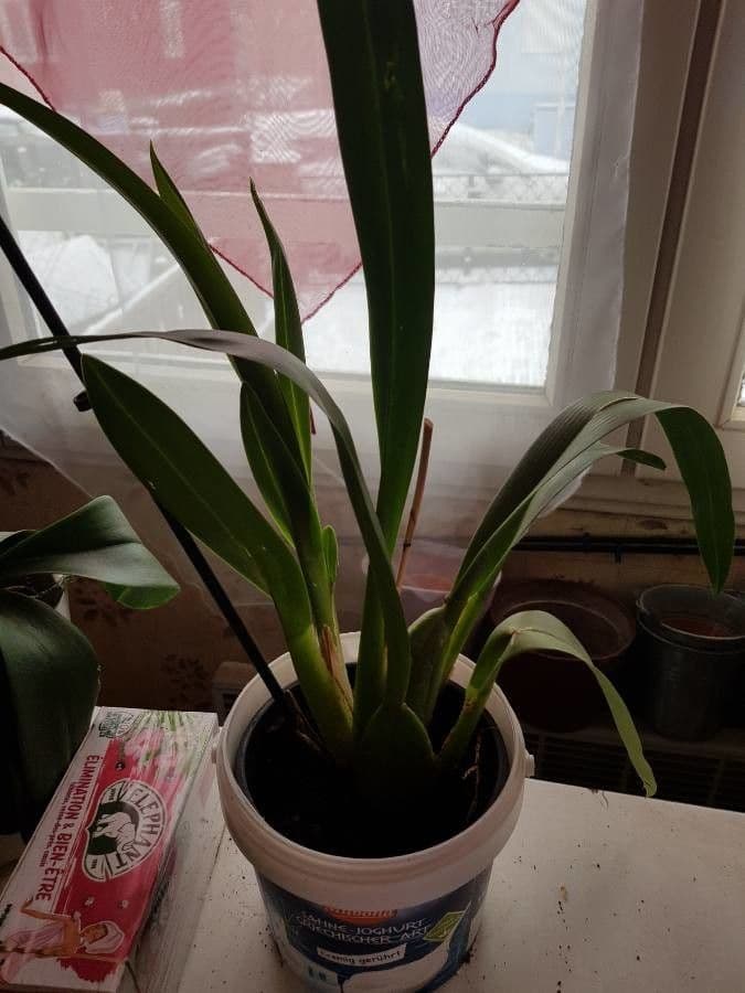 Oncidium 2