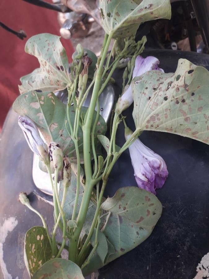 Ipomoea 19