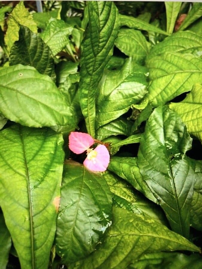Dalechampia 12