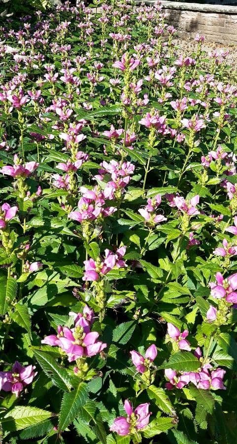 Chelone 9