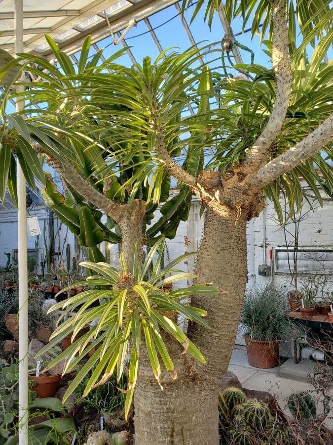 Madagaskar-Palme 11