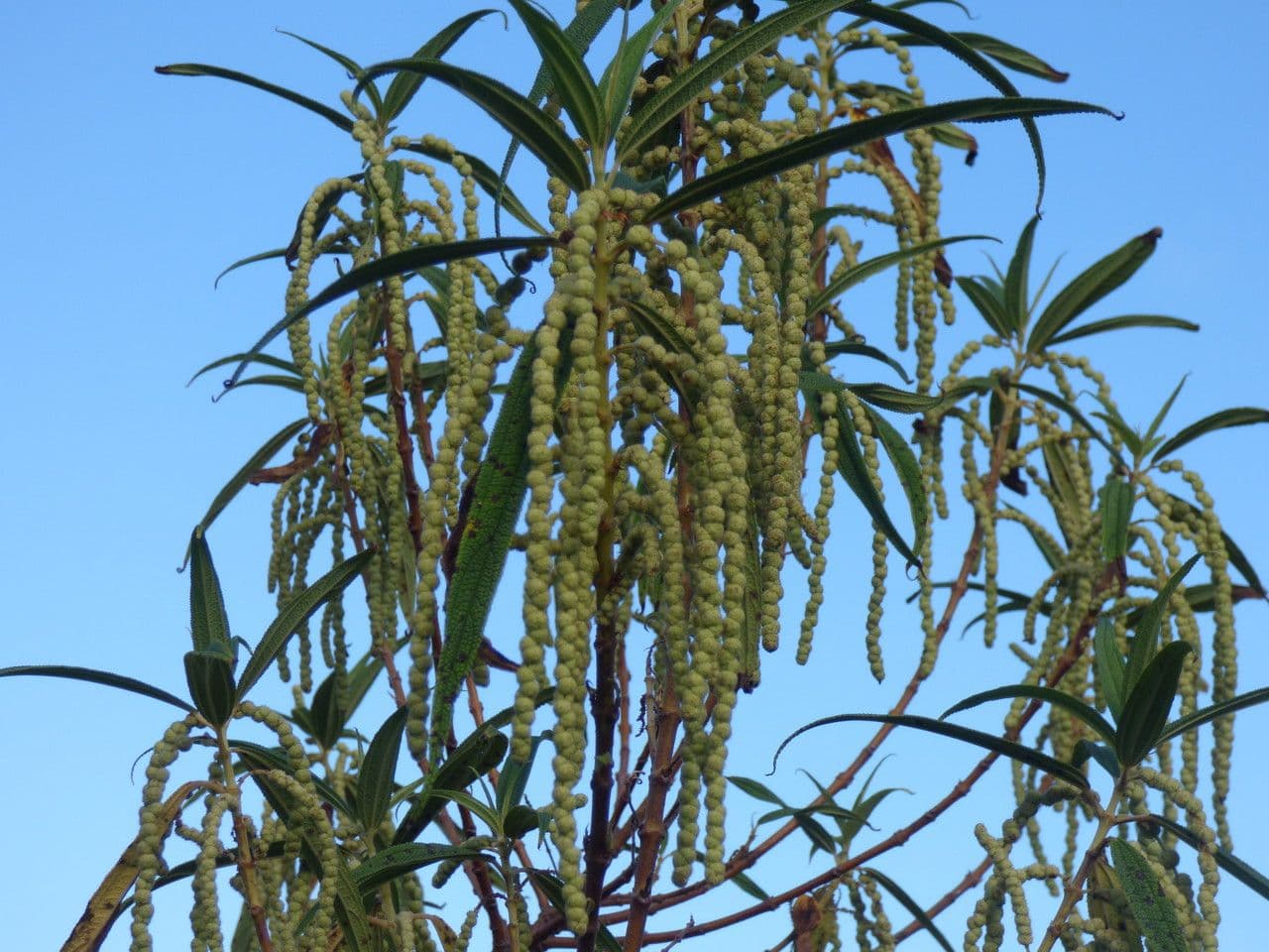 Ortica falsa pendula 7