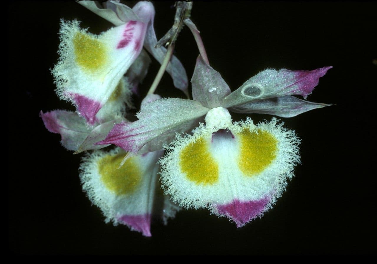 Dendrobium