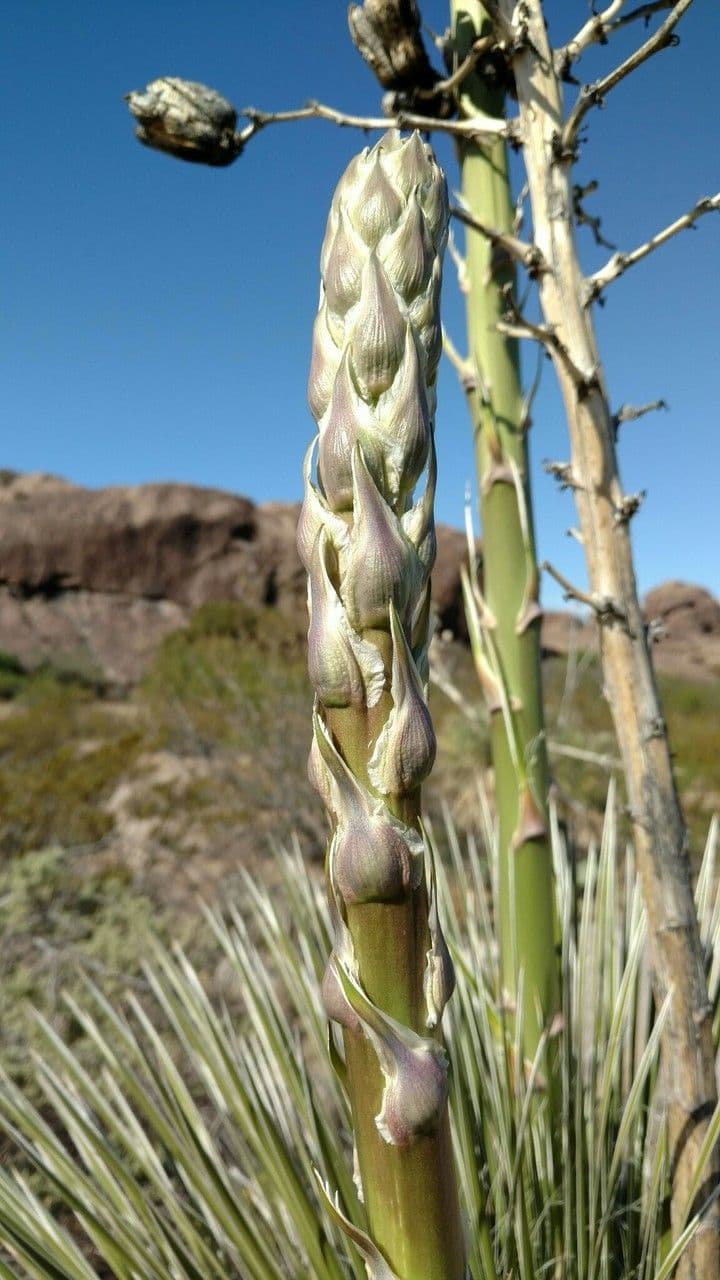 Yucca alta 5