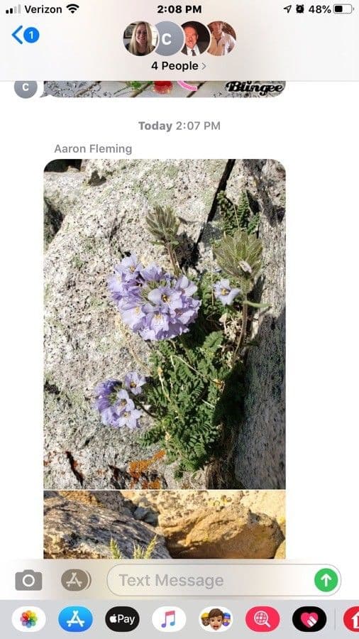 Polemonium viscosum 5