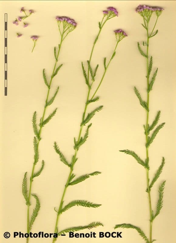 Achillea roseo-alba 19