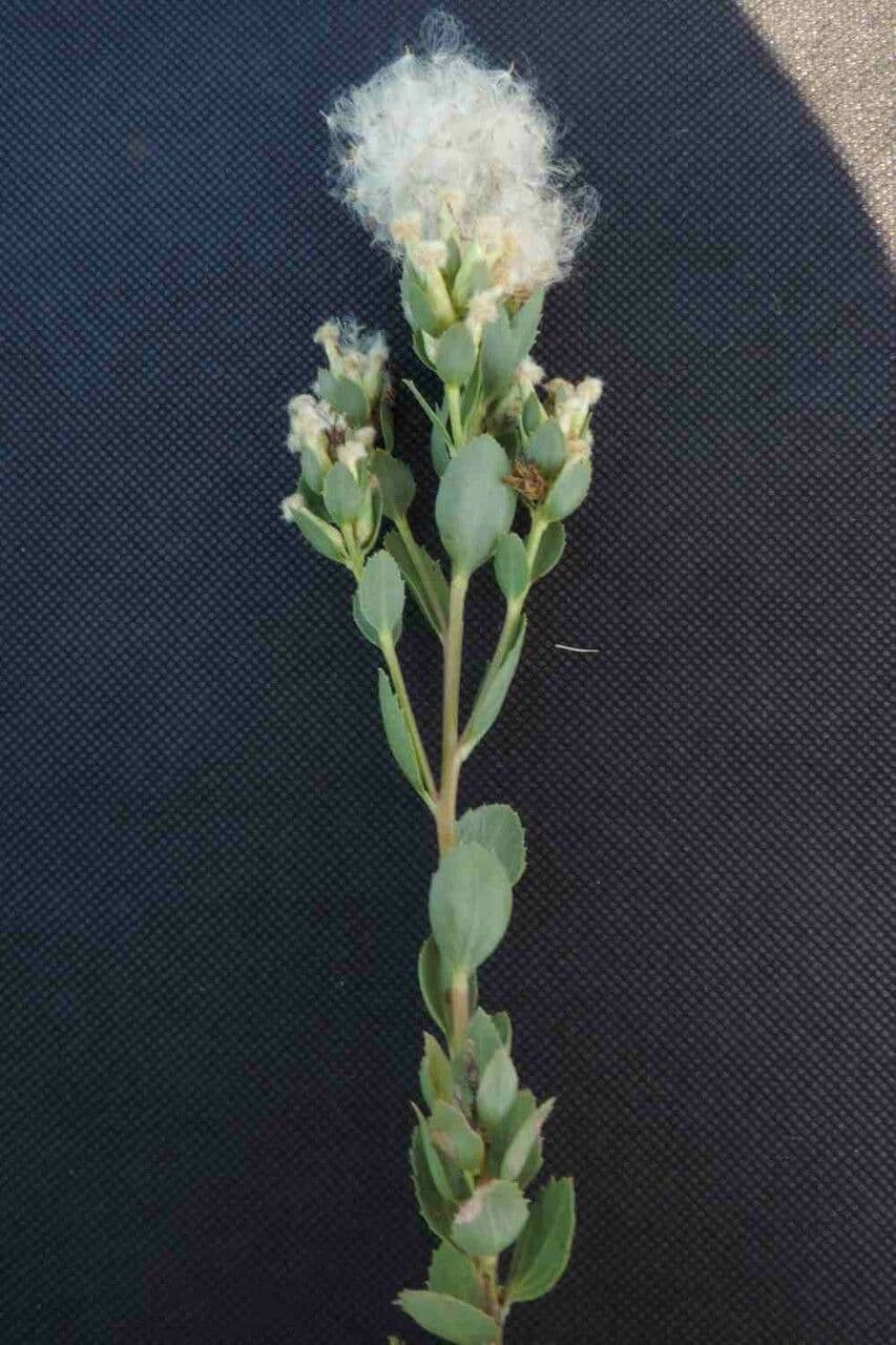 Baccharis 5