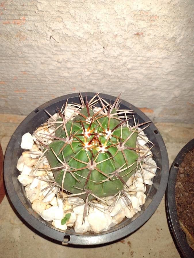 Melocactus 13