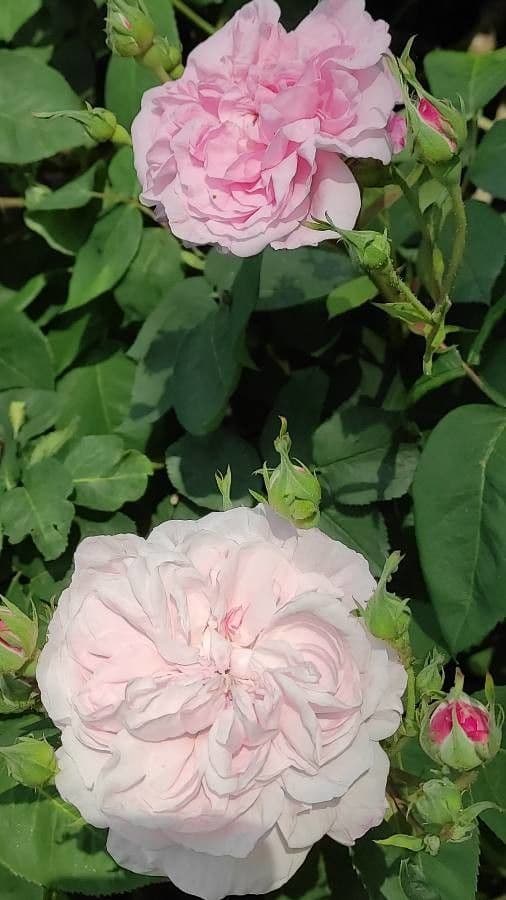 Rosa centifolia