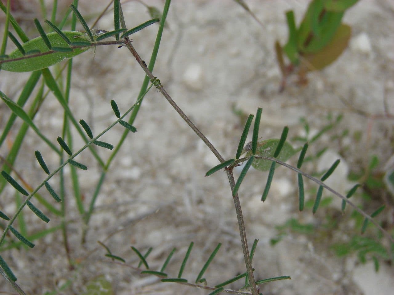 Vesce pèlerine 28
