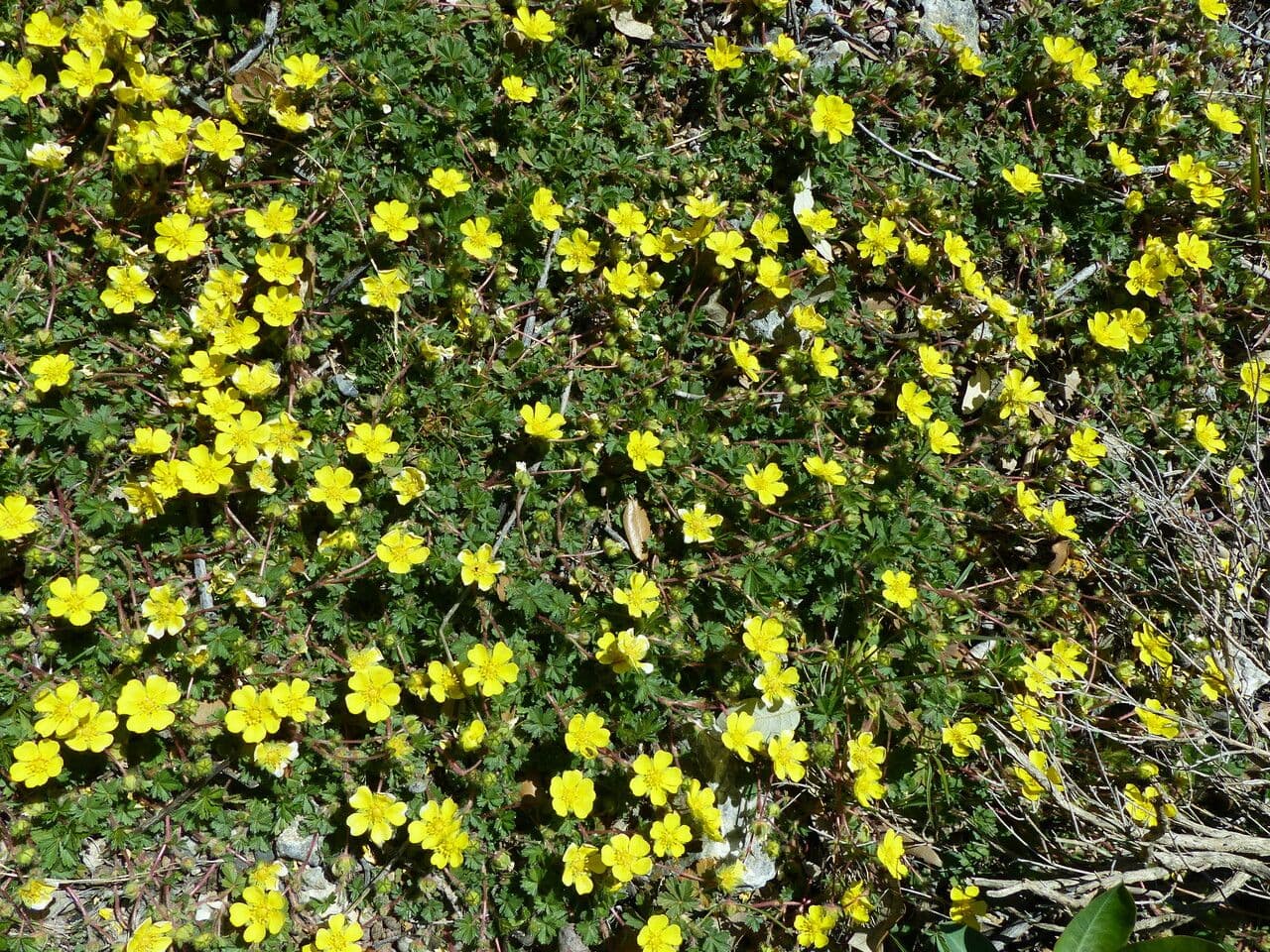 Cincoenrama de primavera 29