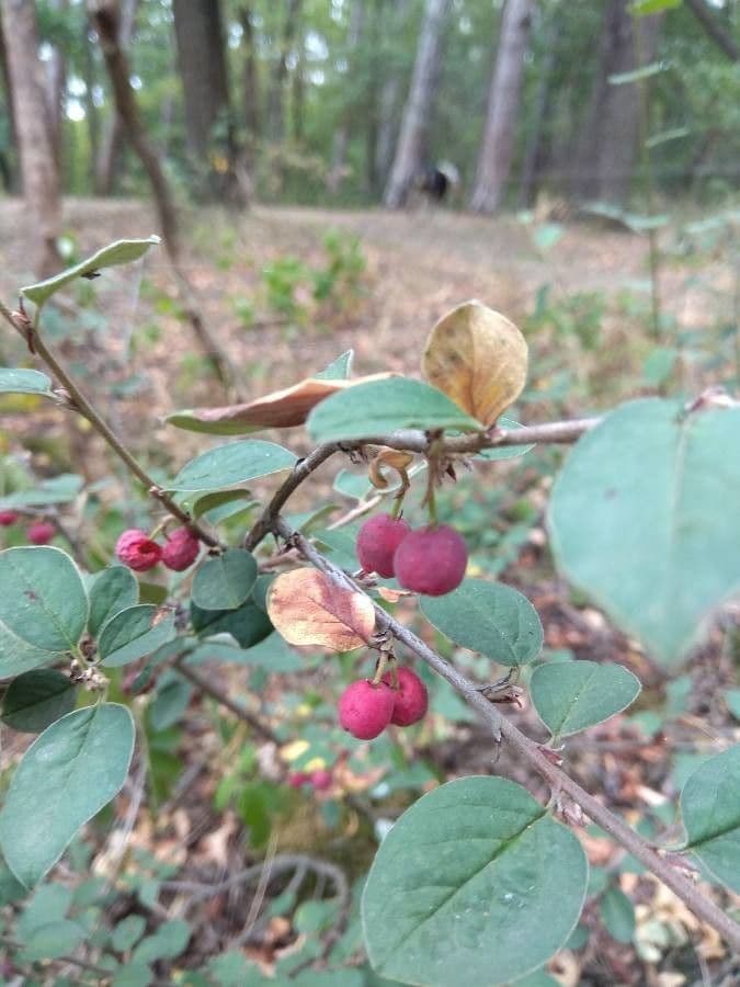 Cotoneaster zabelii