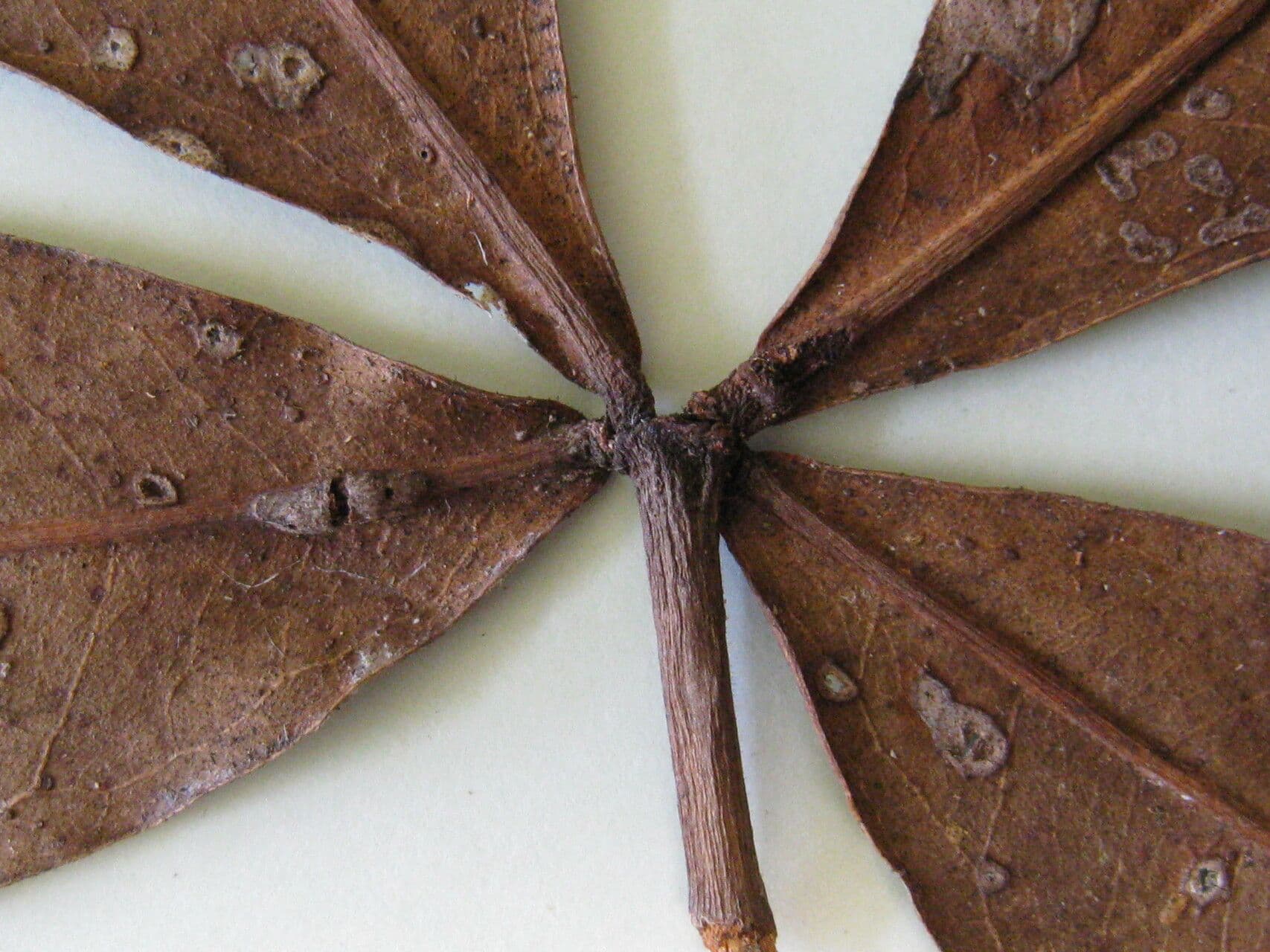 Eriotheca globosa 11