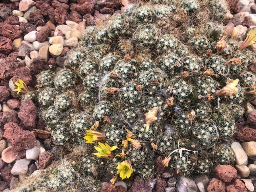 Cactus
