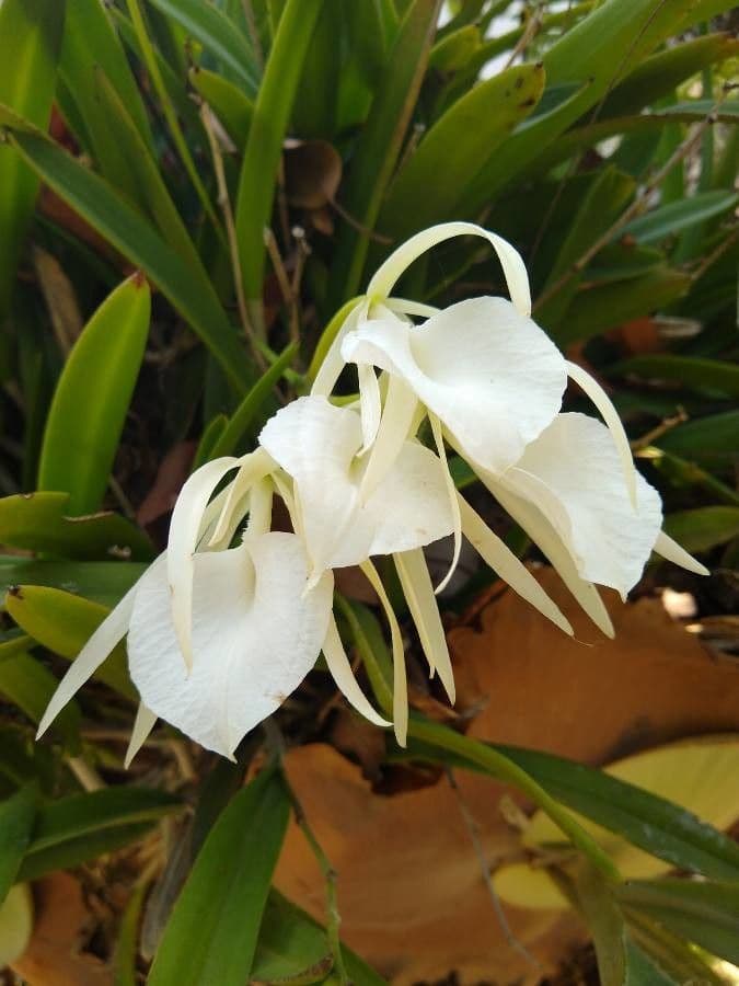 Brassavola 6