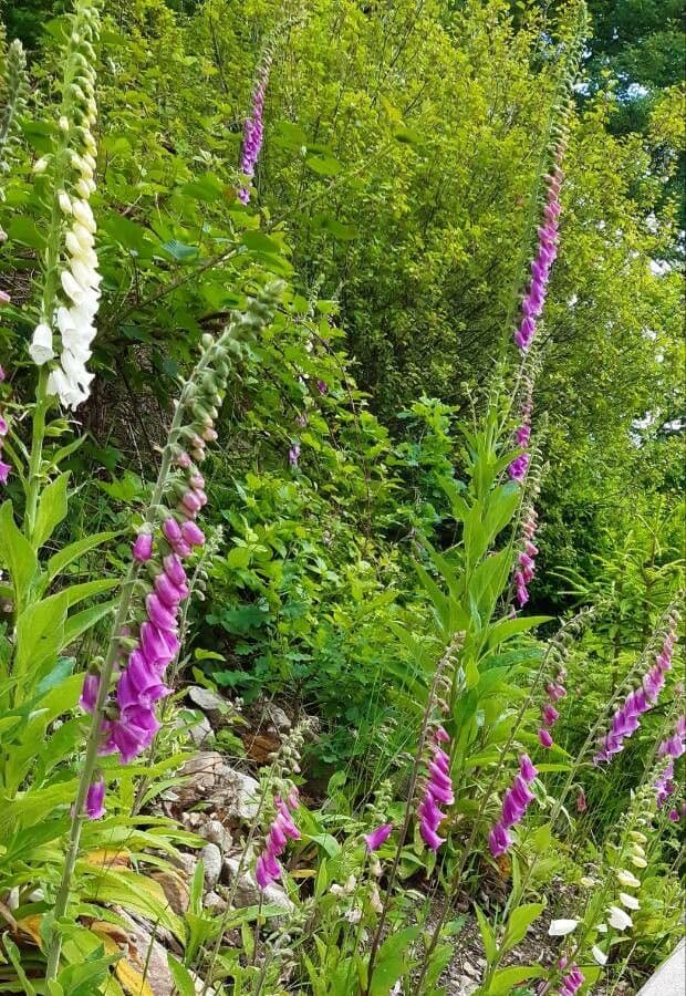 Náprstník červený 15