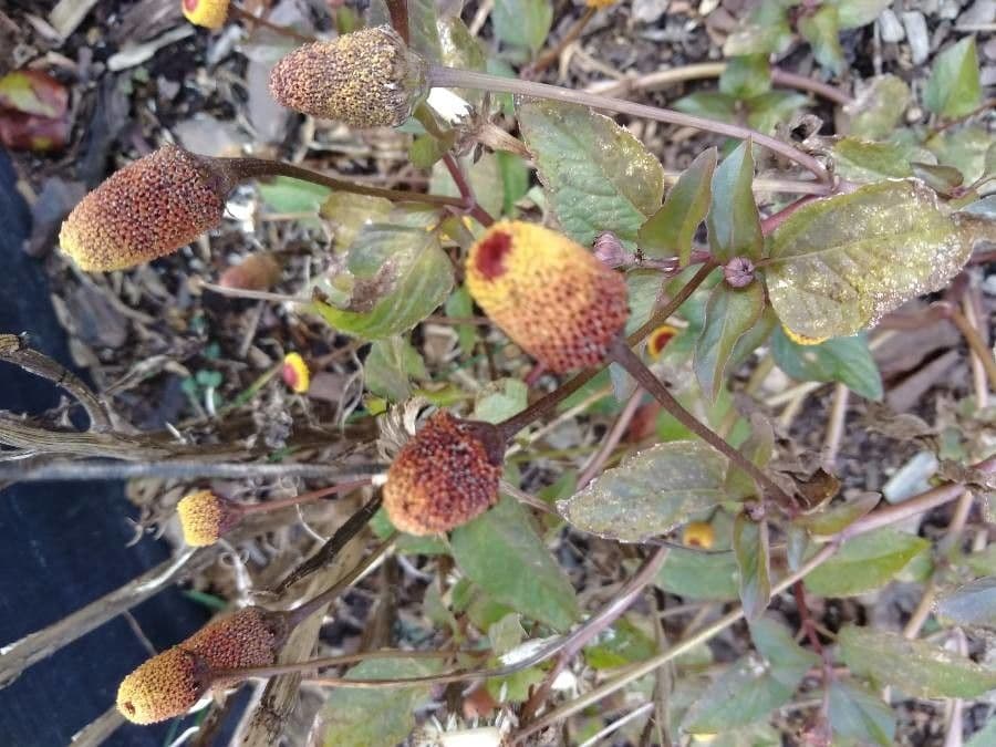 Acmella oleracea 9