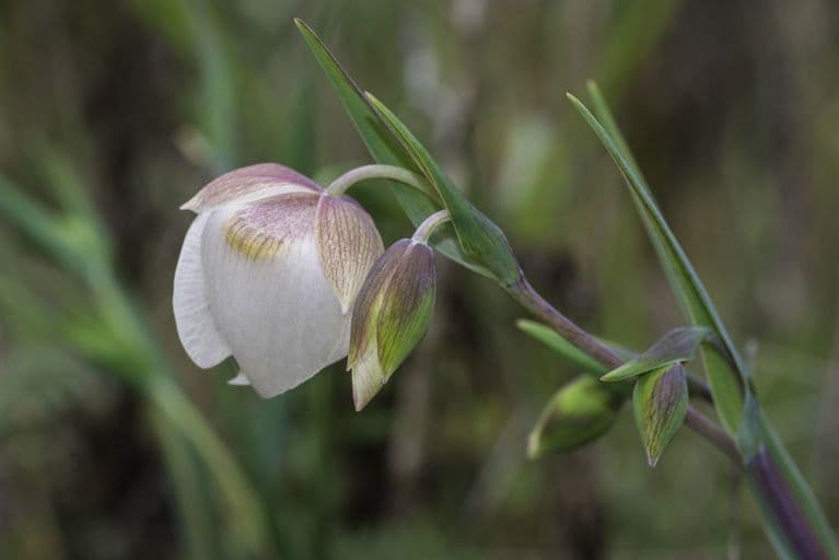 Calochortus 7