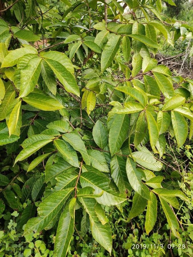 Wrightia 13