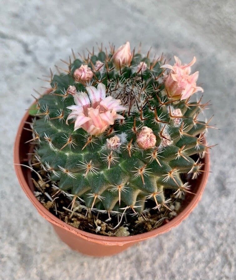 Cactus a cuscinetto di bella forma 5