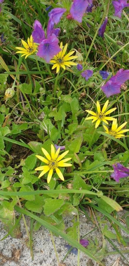 Kapringelblume 12