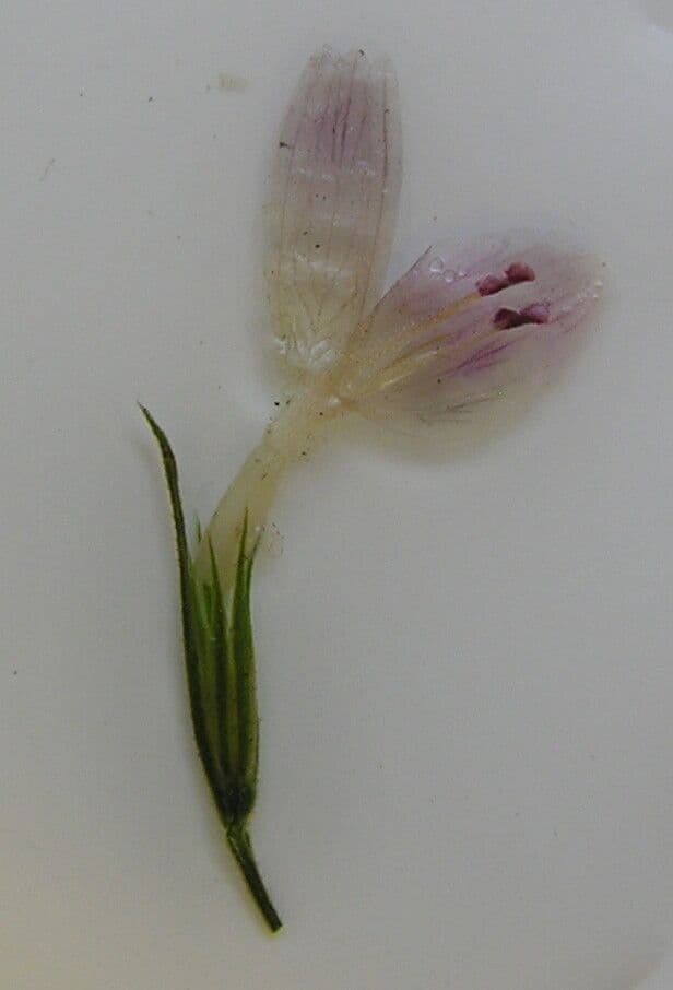 Dicliptera paniculata